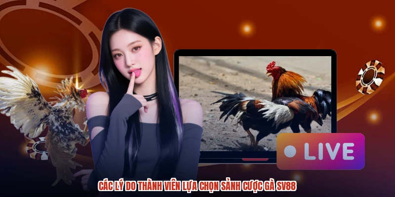 Các lý do thành viên lựa chọn sảnh cược gà SV88
