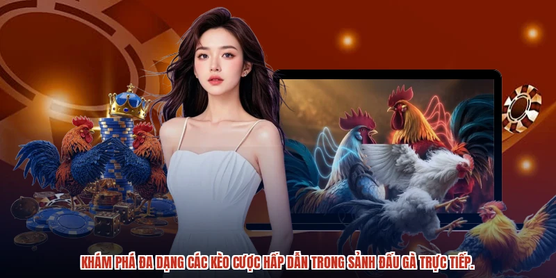 Khám phá đa dạng các kèo cược hấp dẫn trong sảnh đấu gà trực tiếp.