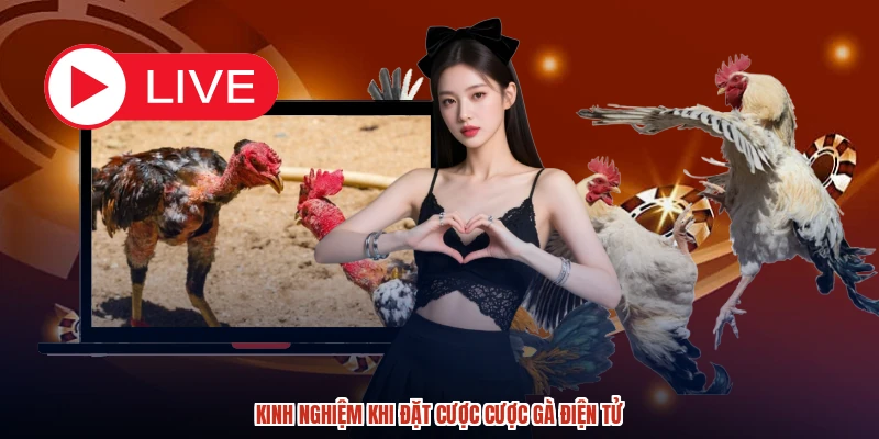 Kinh nghiệm khi đặt cược cược gà điện tử